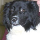 Dixie was adopted in April, 2007